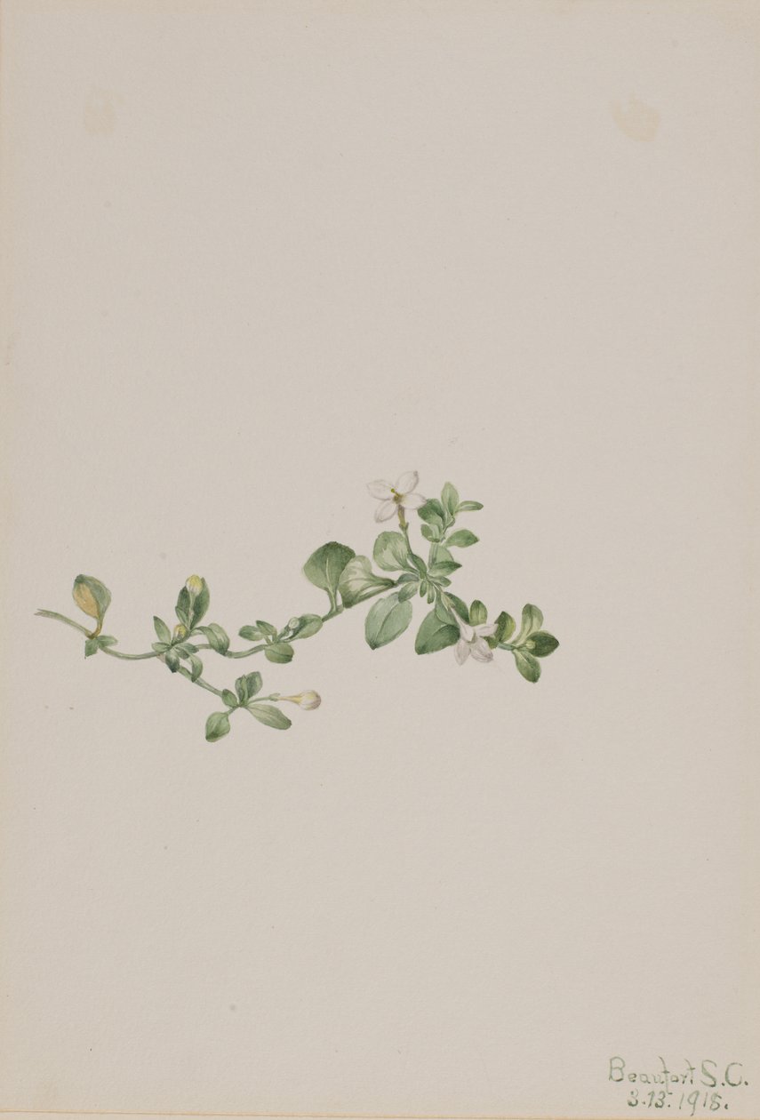 Sondaki Houstonia Houstonia procumbens, 1918. by Mary Vaux Walcott