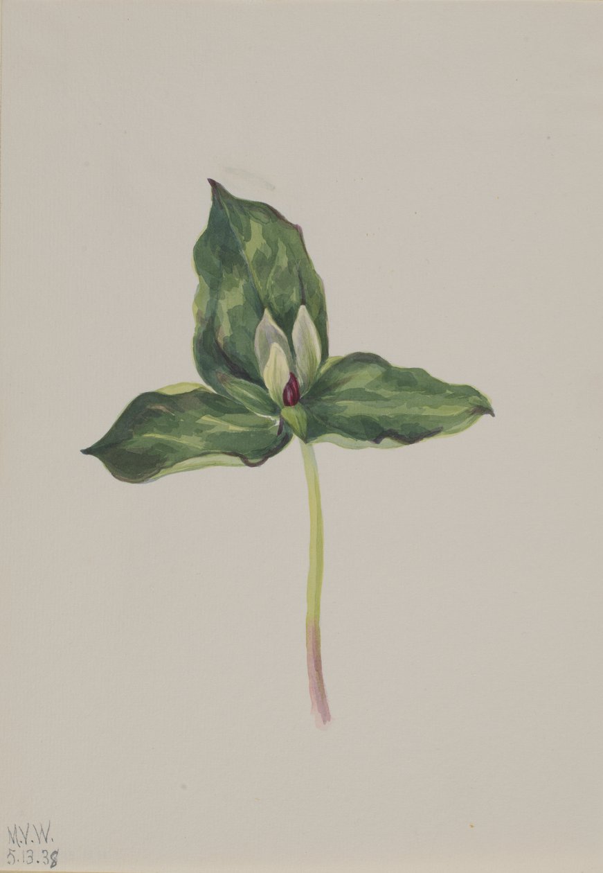 Trillium renk değişikliği, 1938. by Mary Vaux Walcott