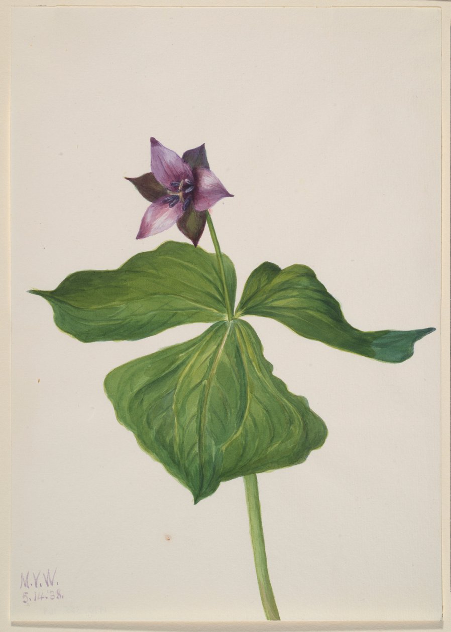  by Mary Vaux Walcott