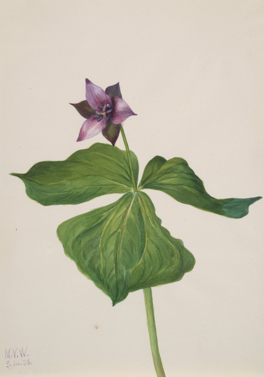Trillium erectum, 1938 by Mary Vaux Walcott