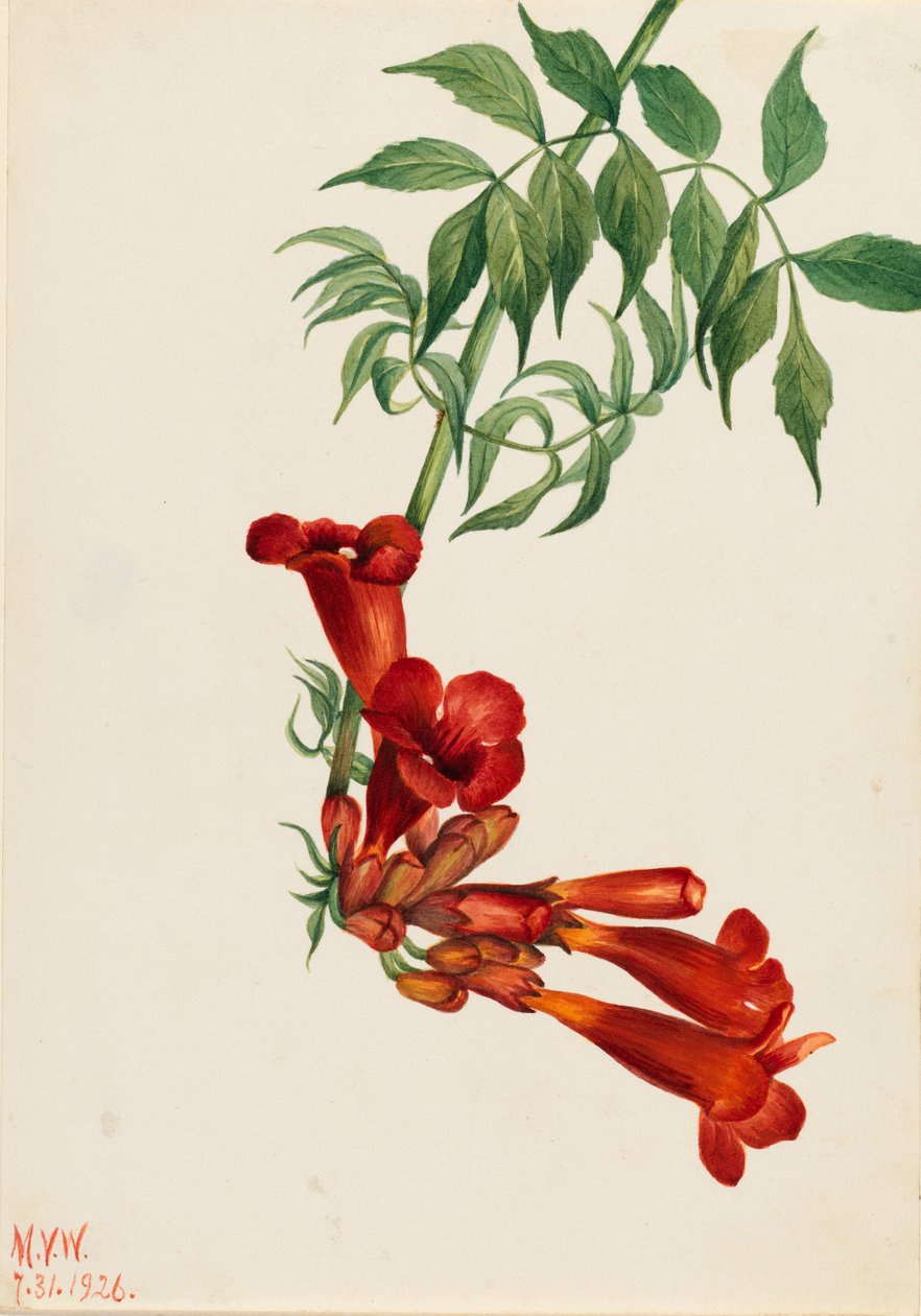  by Mary Vaux Walcott