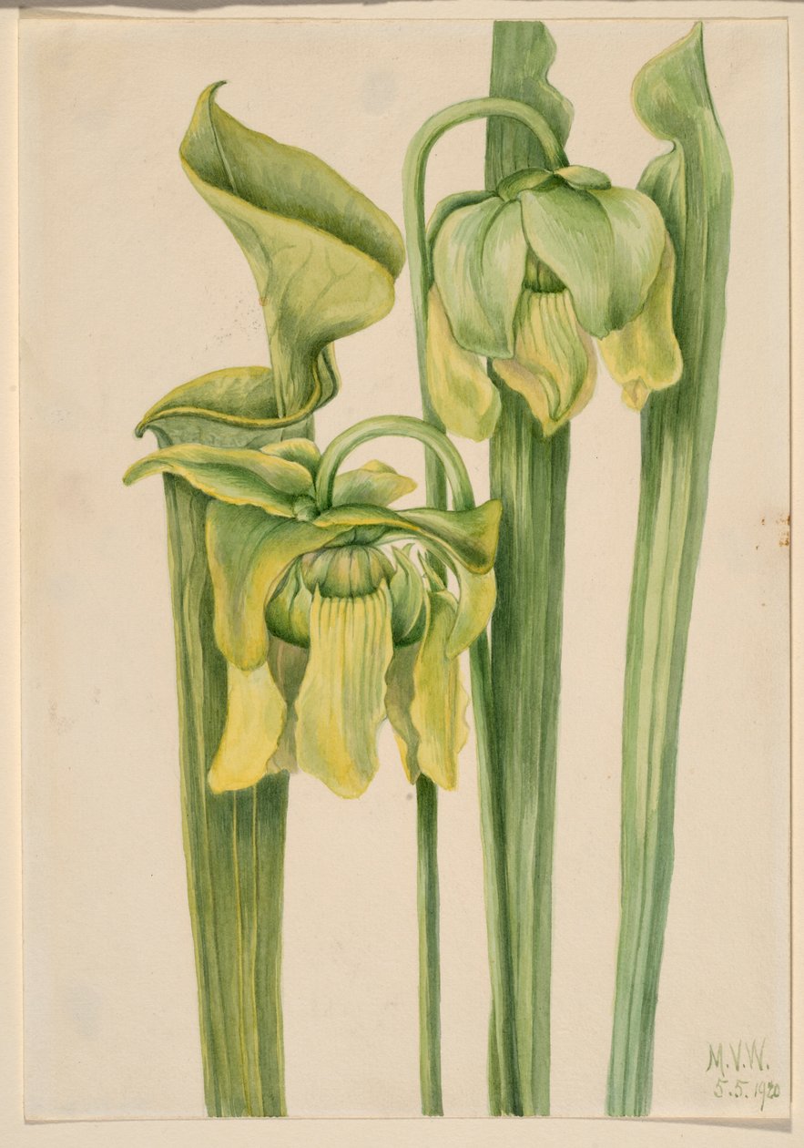  by Mary Vaux Walcott