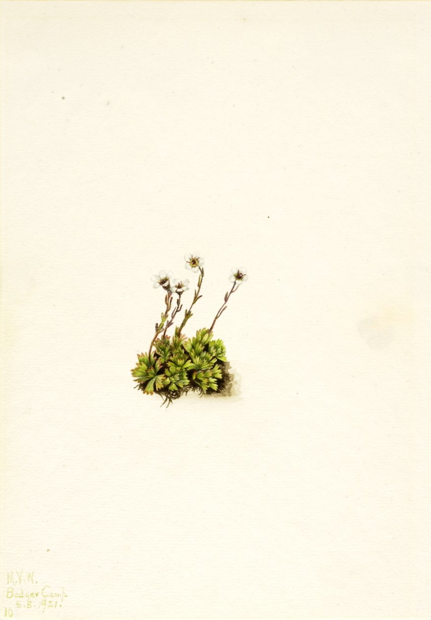 Tepeli Saksafon Saxifraga caespitosa, 1921 by Mary Vaux Walcott