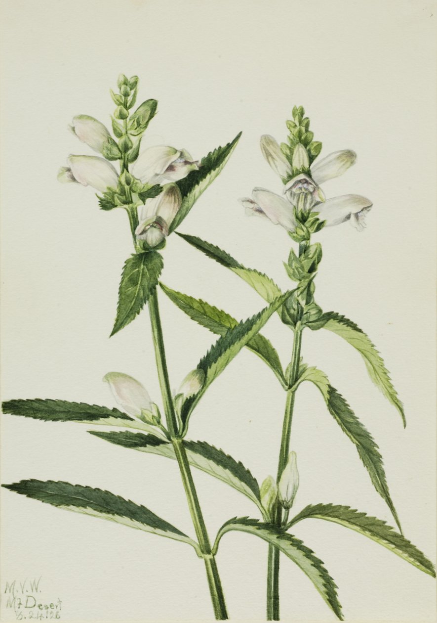 Kaplumbağabaşı Chelone glabra, 1926. by Mary Vaux Walcott