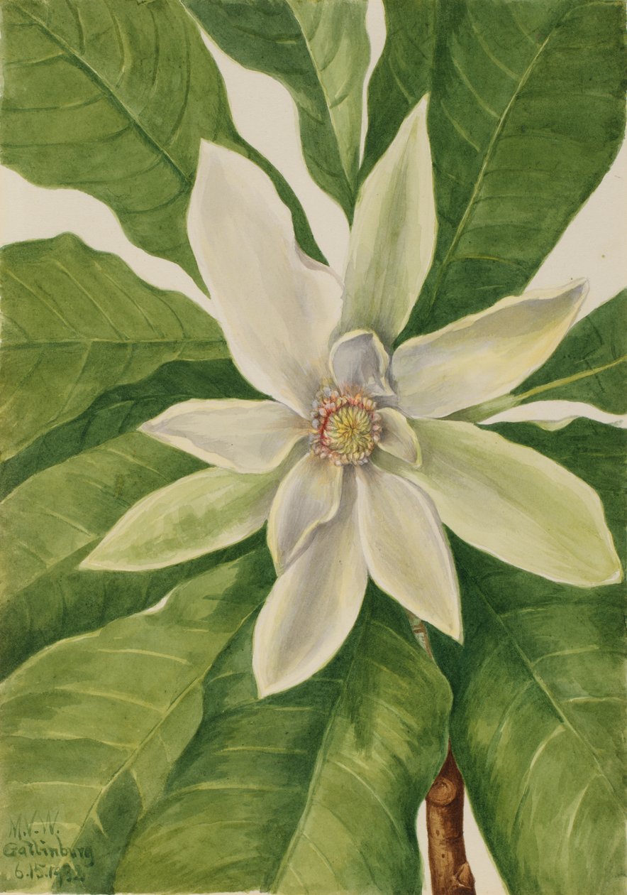 Şemsiye Ağacı Manolya üçlüsü, 1932. by Mary Vaux Walcott