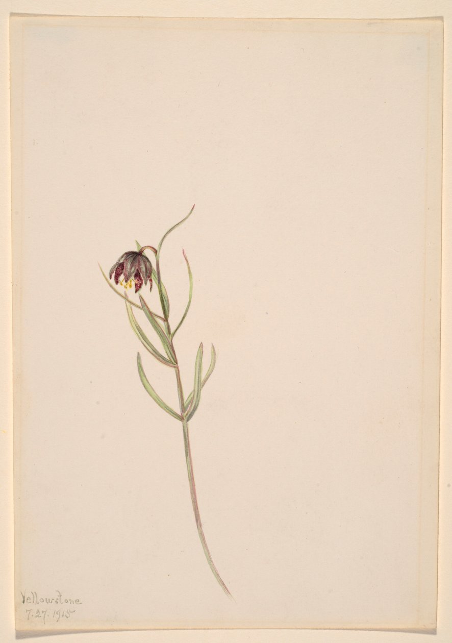 by Mary Vaux Walcott
