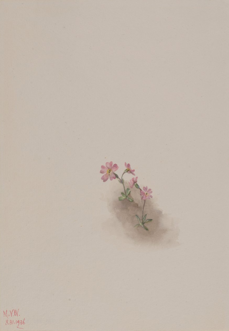  by Mary Vaux Walcott