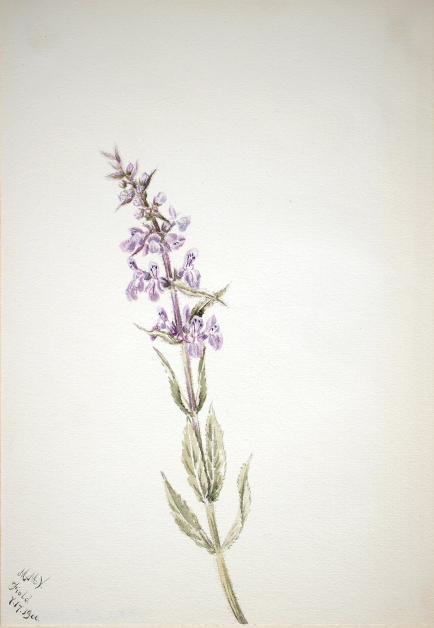  by Mary Vaux Walcott