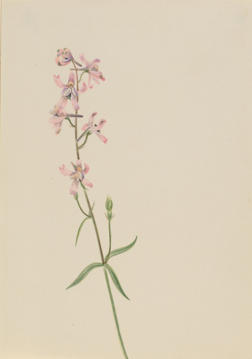  by Mary Vaux Walcott
