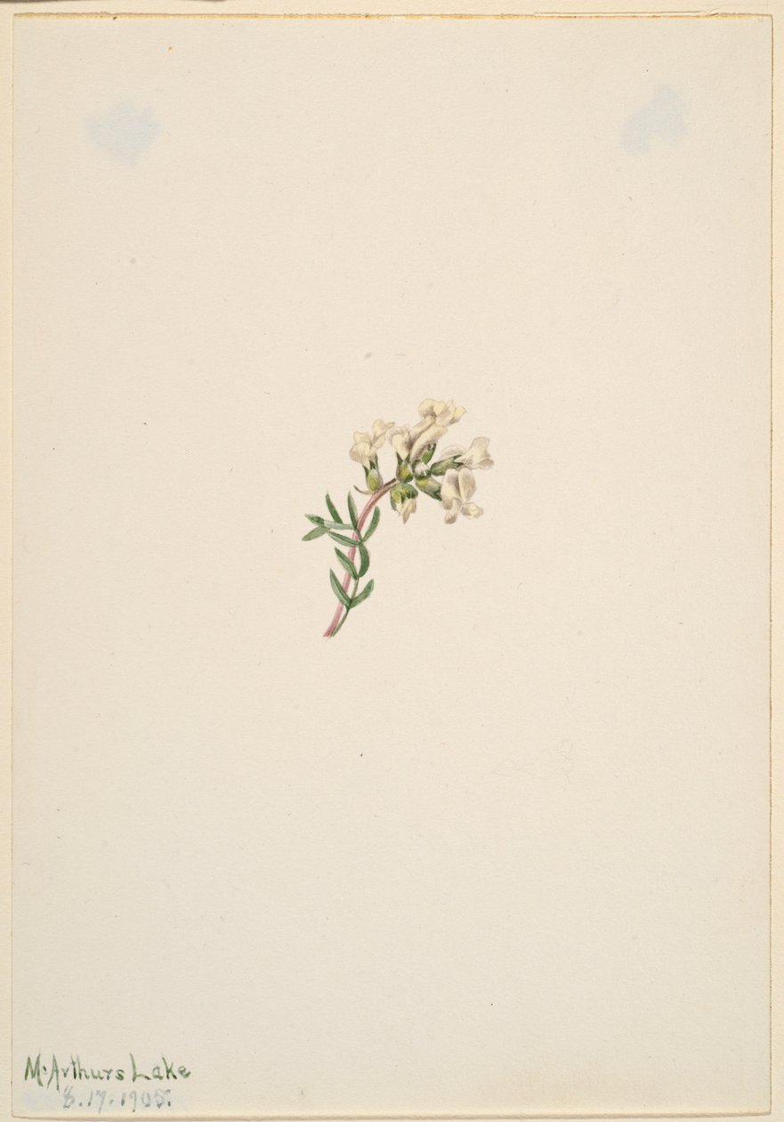  by Mary Vaux Walcott