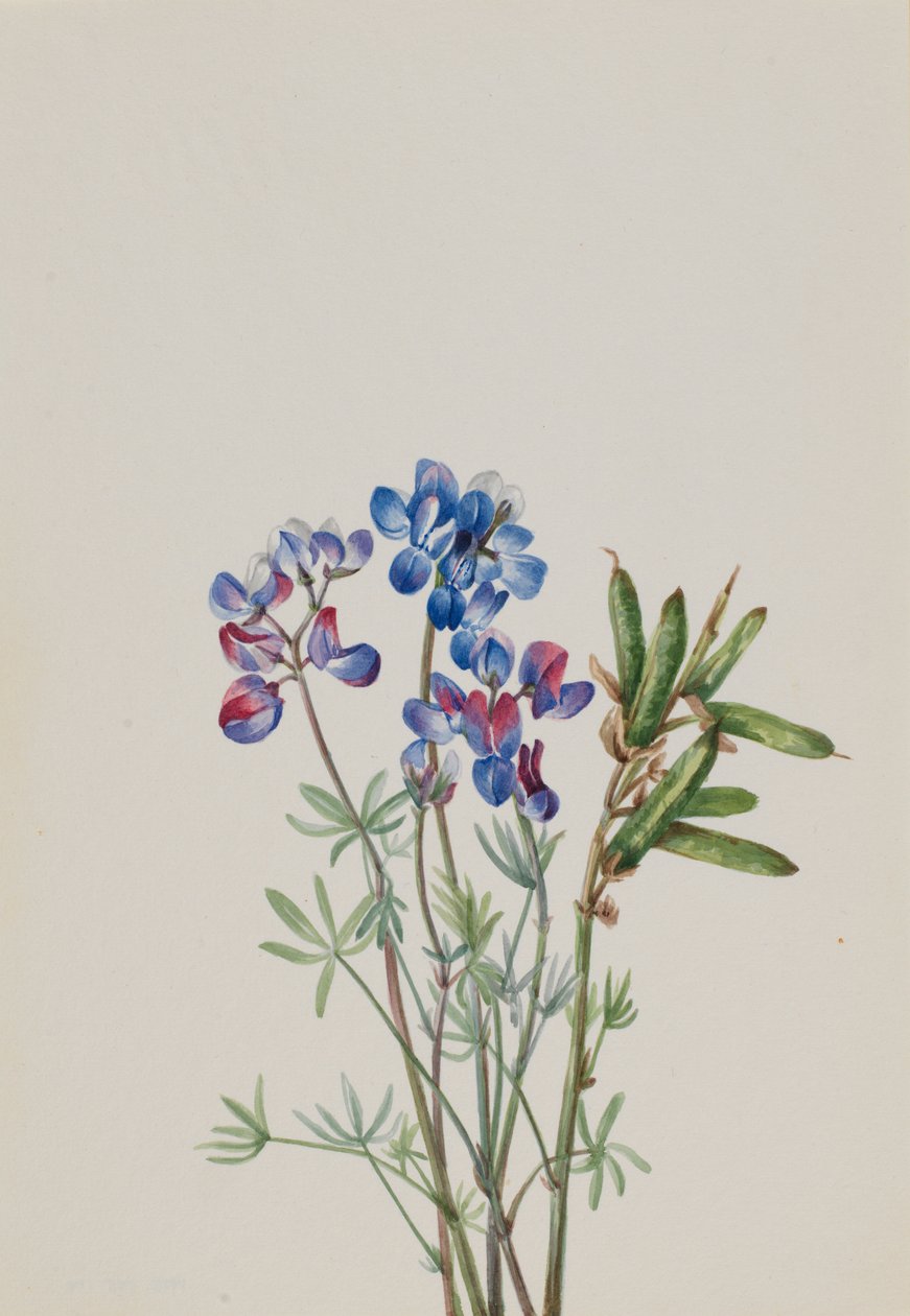  by Mary Vaux Walcott