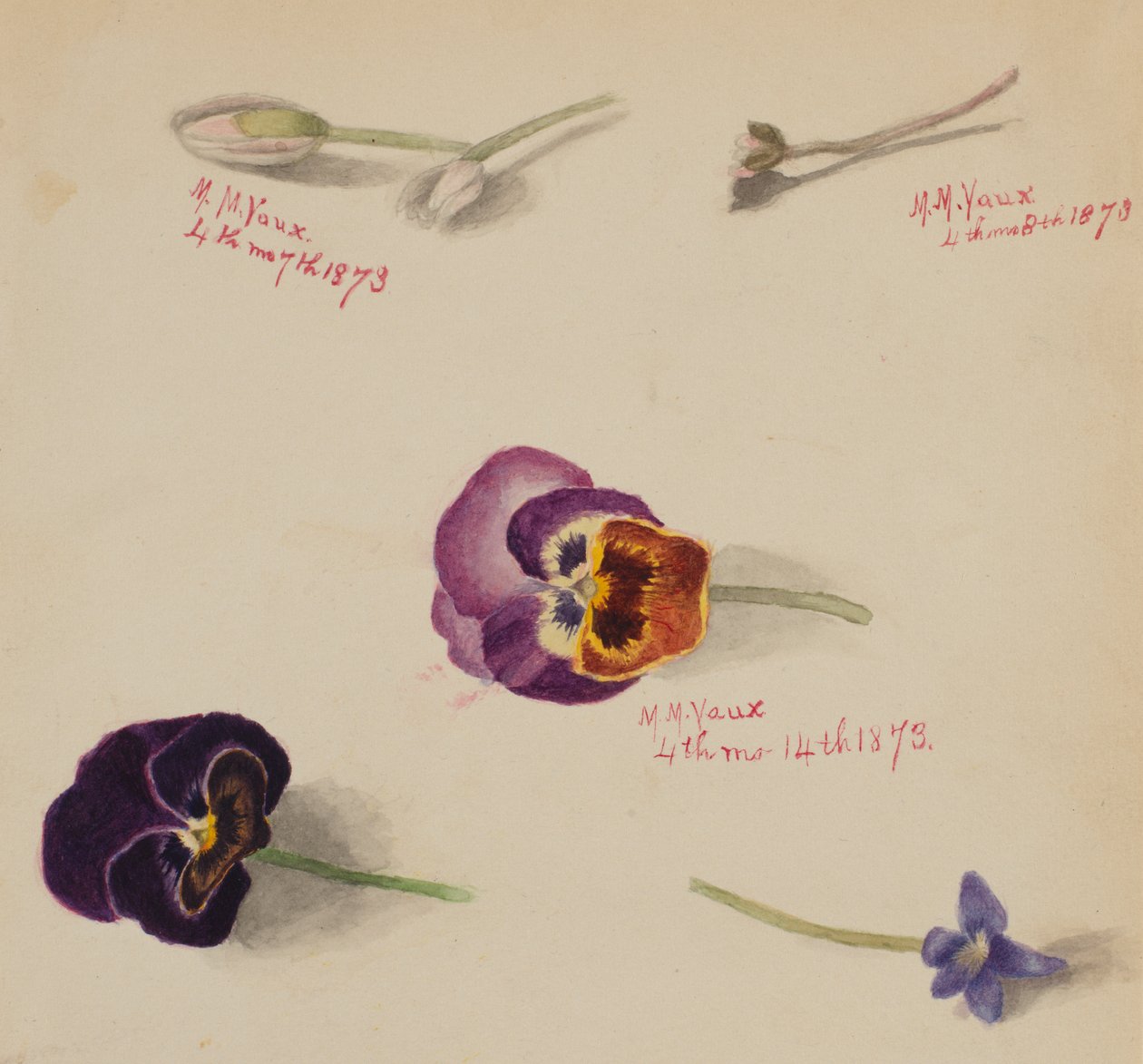 Başlıksız -- Çiçek Çalışması, 1873. by Mary Vaux Walcott