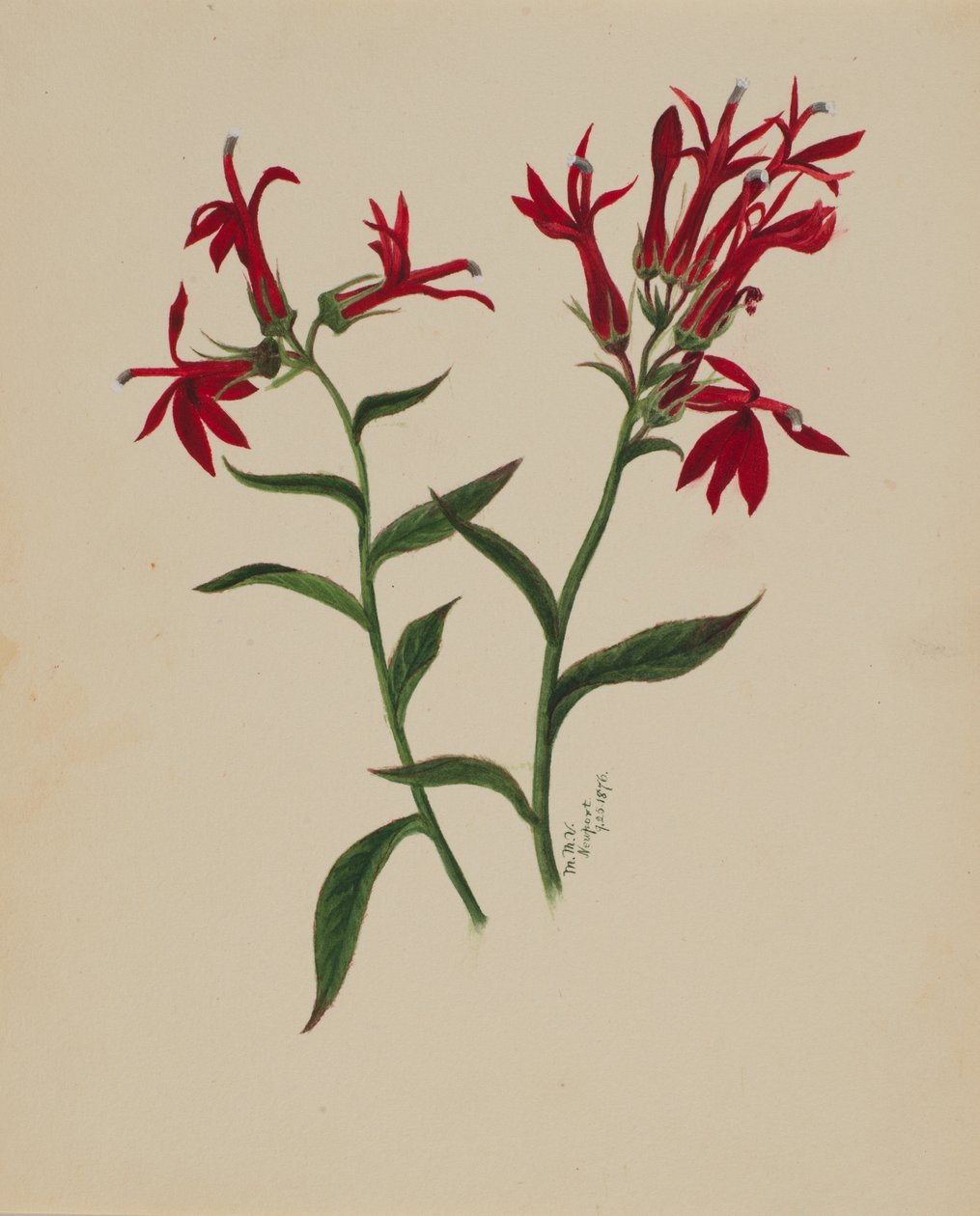 Başlıksız -- Çiçek Çalışması, 1876. by Mary Vaux Walcott