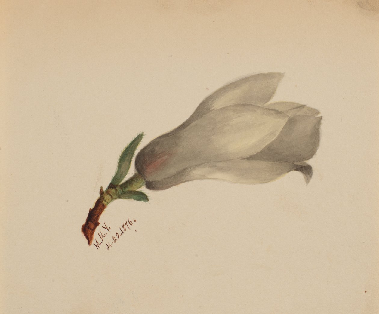 Başlıksız -- Çiçek Çalışması, 1876. by Mary Vaux Walcott