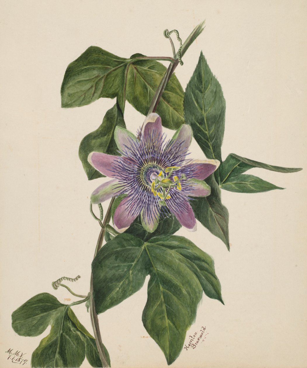 Başlıksız -- Çiçek Çalışması, 1879. by Mary Vaux Walcott