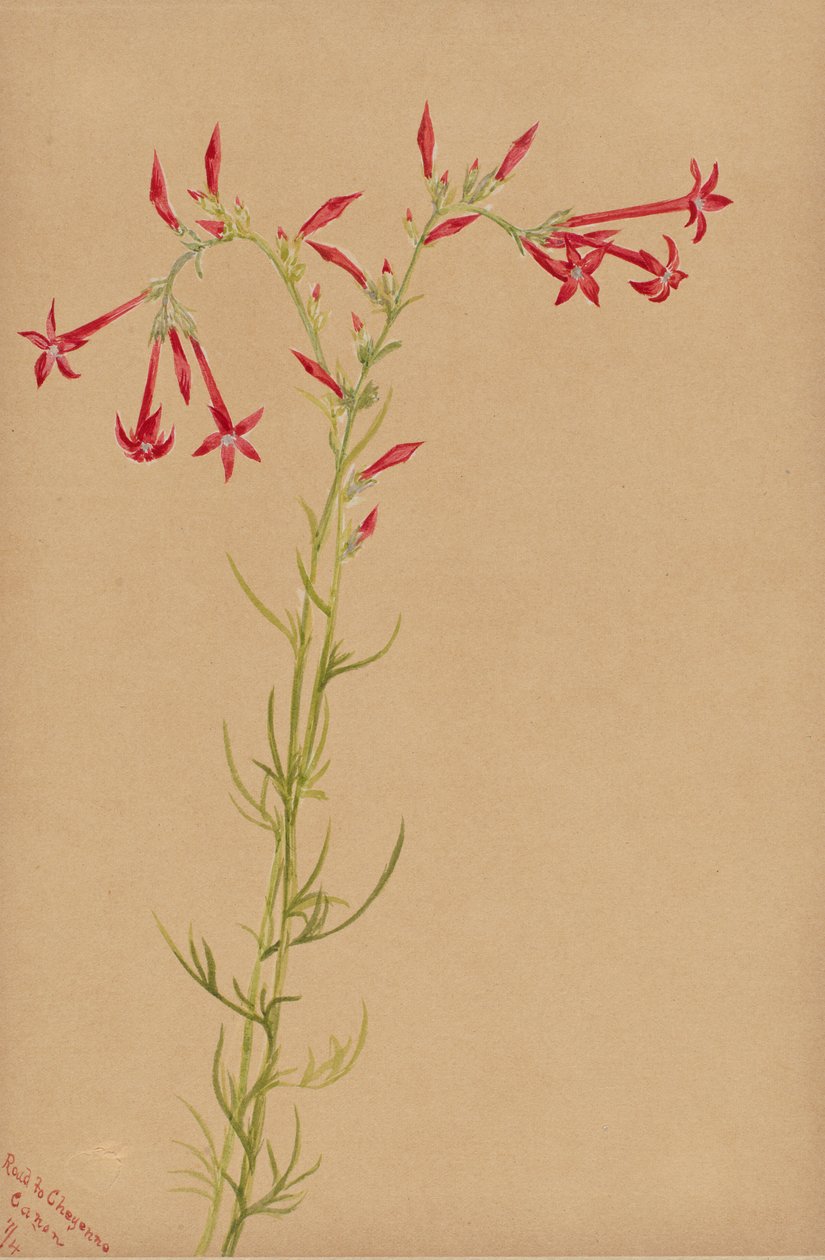 Başlıksız -- Çiçek Çalışması, 1883. by Mary Vaux Walcott