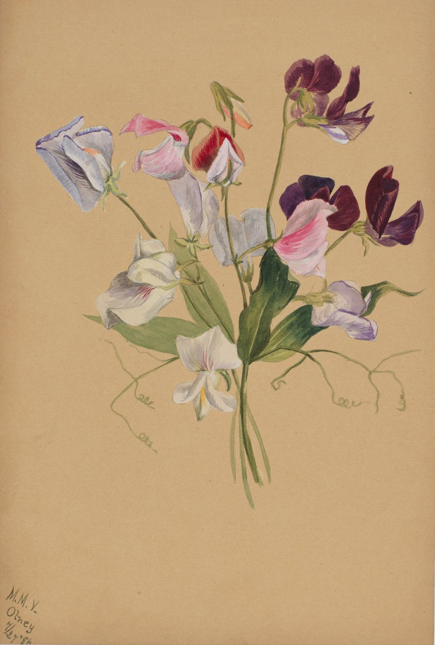 Başlıksız -- Çiçek Çalışması, 1886. by Mary Vaux Walcott