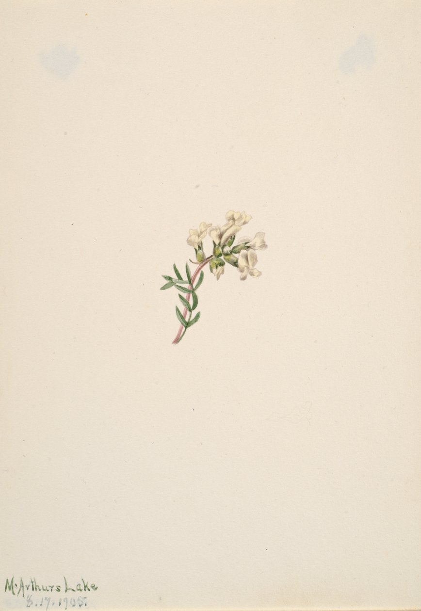 Başlıksız -- Çiçek Çalışması, 1905. by Mary Vaux Walcott