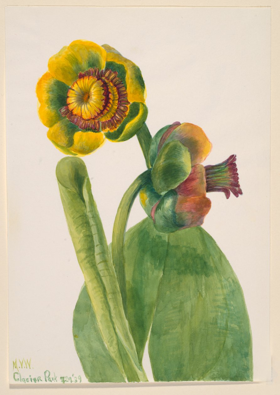 Başlıksız -- Çiçek Çalışması, 1939. by Mary Vaux Walcott