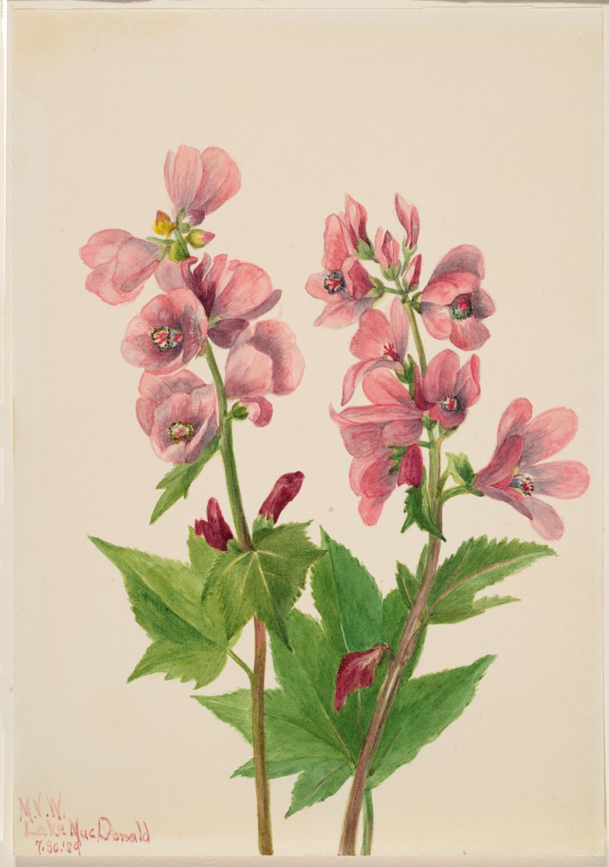 Başlıksız -- Çiçek Çalışması, 1939. by Mary Vaux Walcott