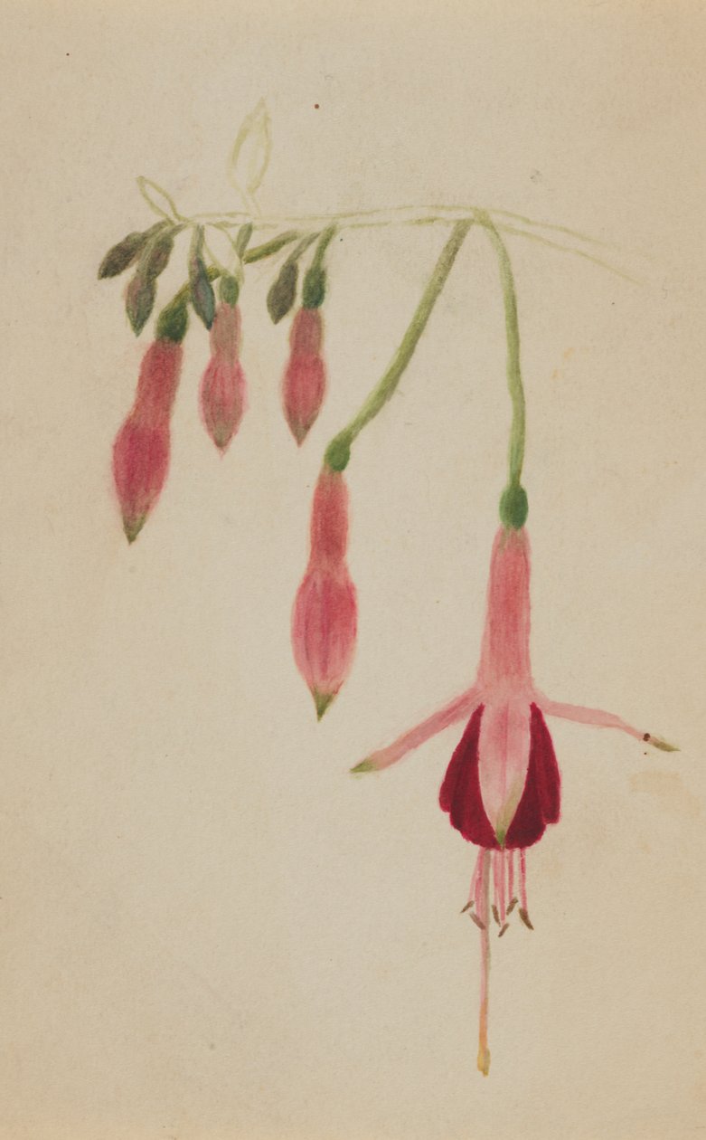 İsimsiz--Çiçek Çalışması, yak. 1872-1874. by Mary Vaux Walcott