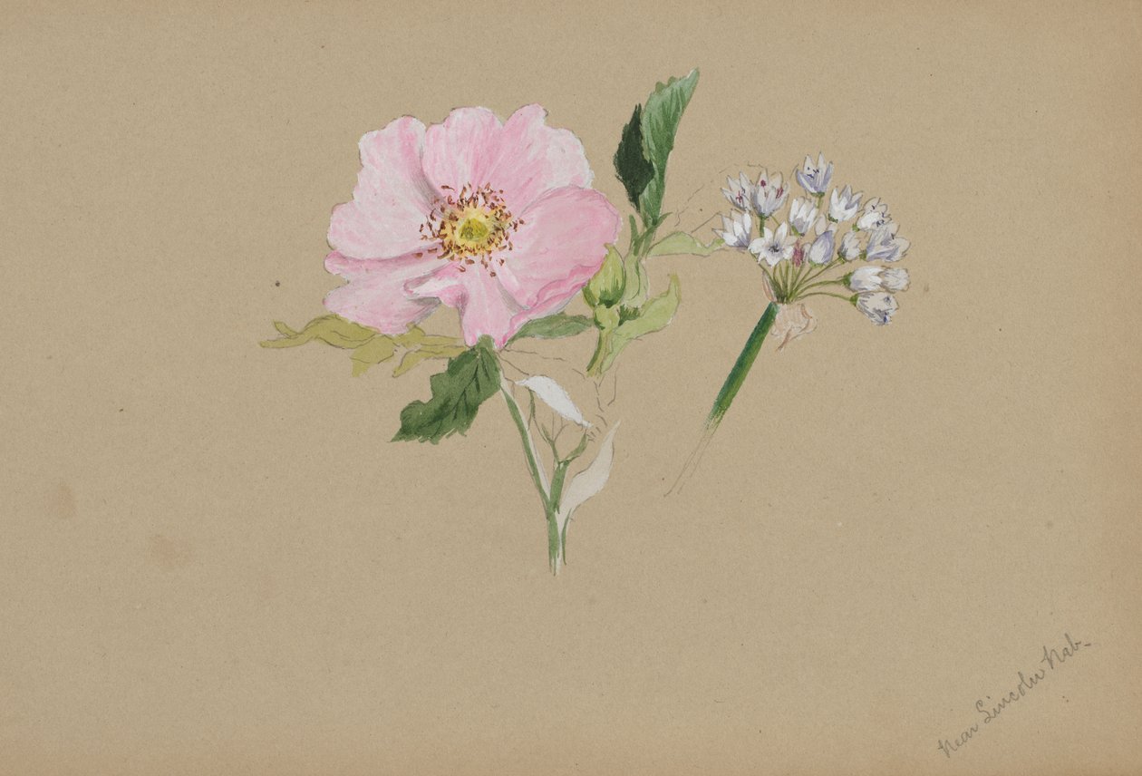 İsimsiz--Çiçek Çalışması, yak. 1876-1878. by Mary Vaux Walcott