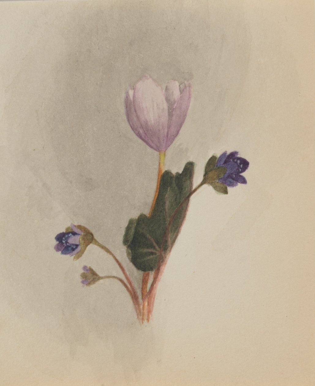 İsimsiz--Çiçek Çalışması, yak. 1876. by Mary Vaux Walcott