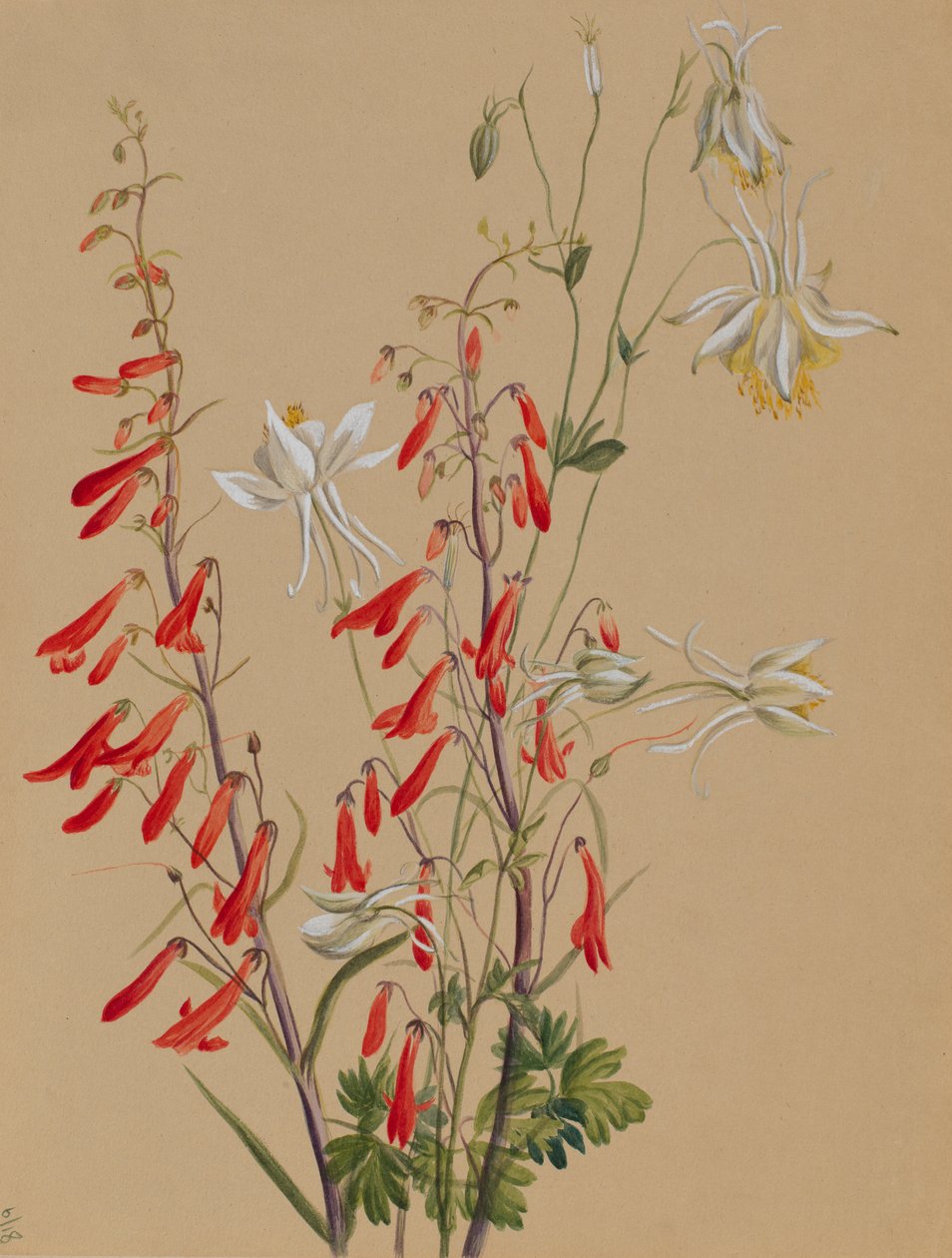 İsimsiz--Çiçek Çalışması, yak. 1883-1900. by Mary Vaux Walcott