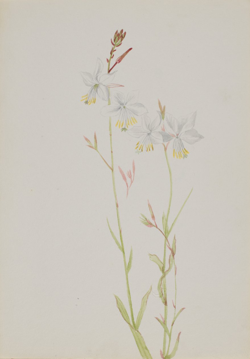 Başlıksız--Çiçek Çalışması, n.d. by Mary Vaux Walcott