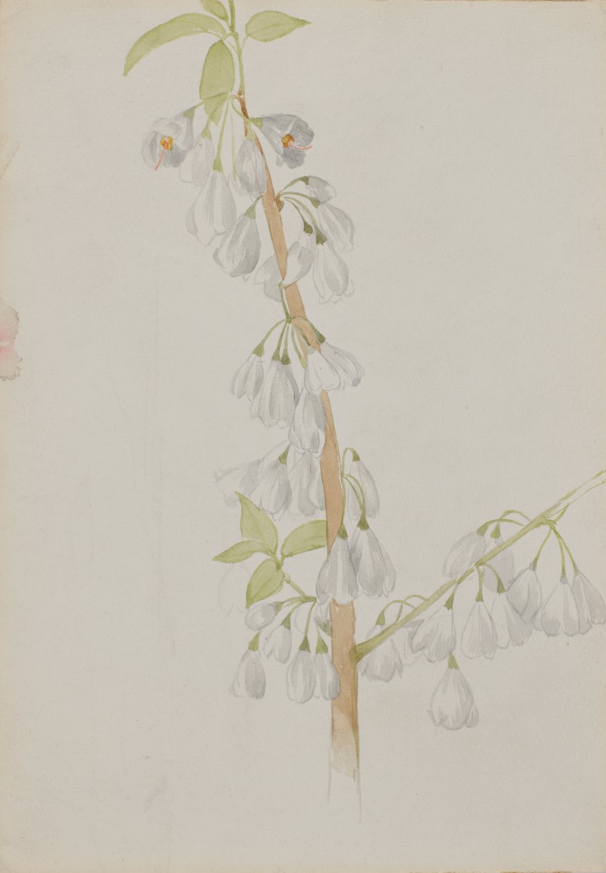 Başlıksız--Çiçek Çalışması, n.d. by Mary Vaux Walcott