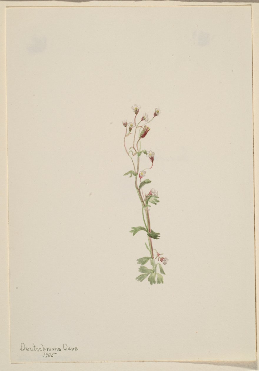  by Mary Vaux Walcott