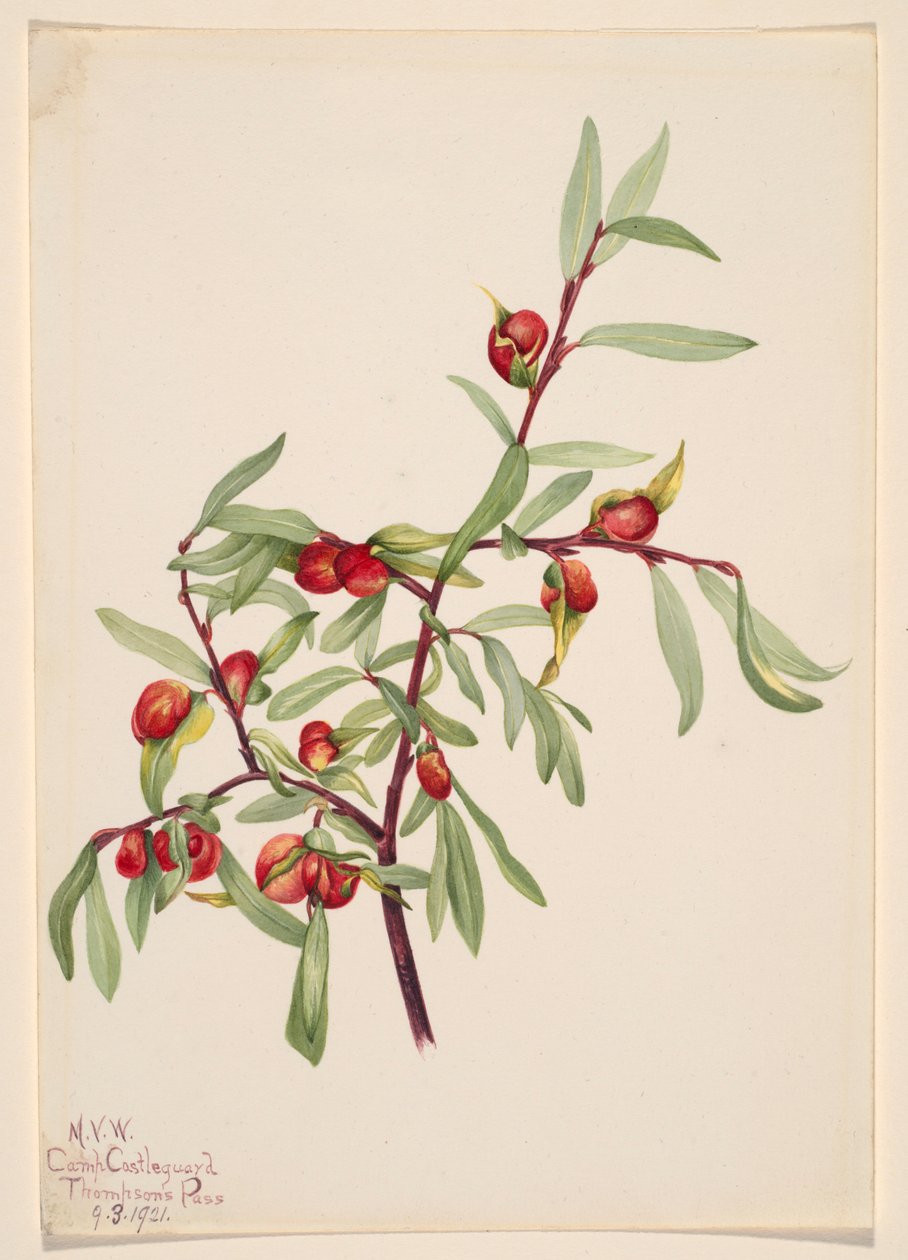  by Mary Vaux Walcott