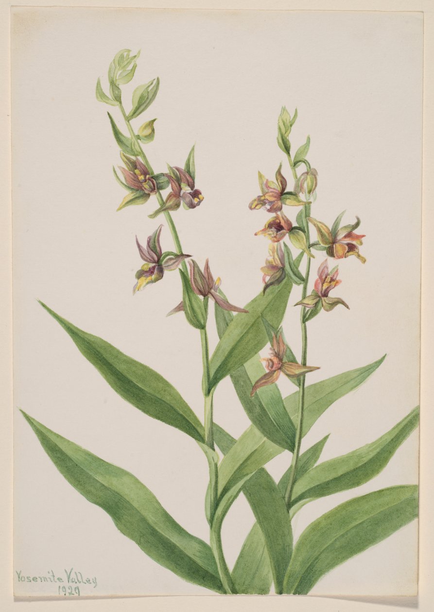  by Mary Vaux Walcott