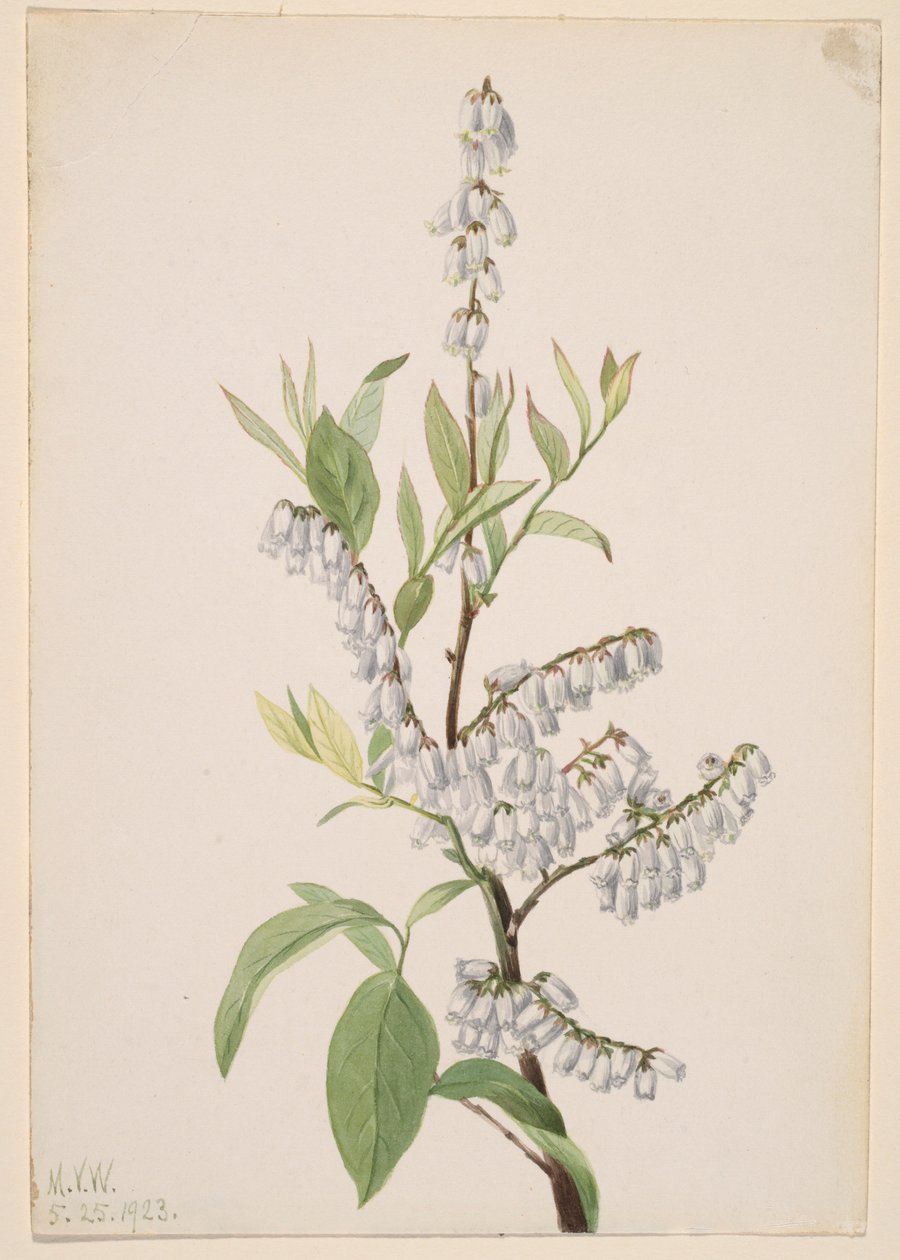  by Mary Vaux Walcott