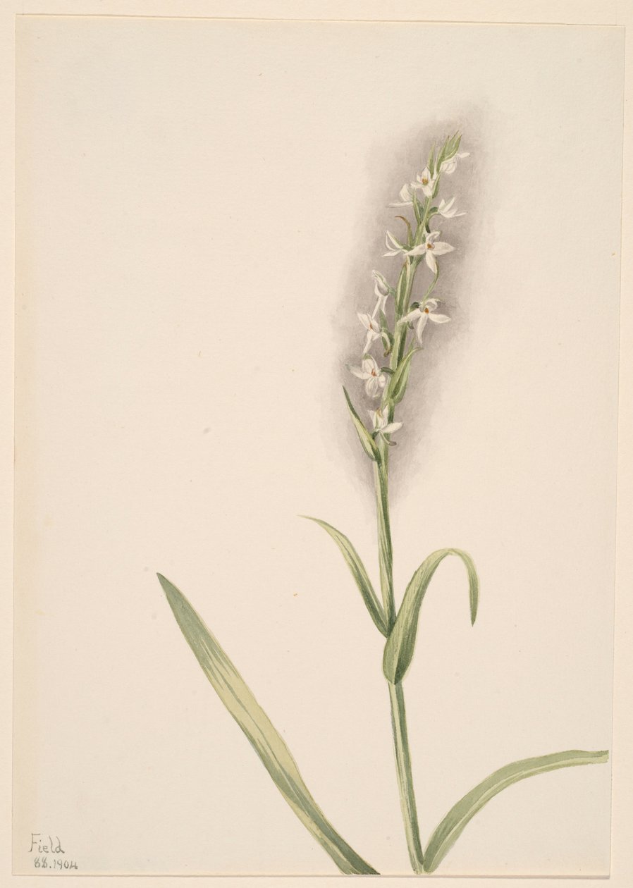  by Mary Vaux Walcott