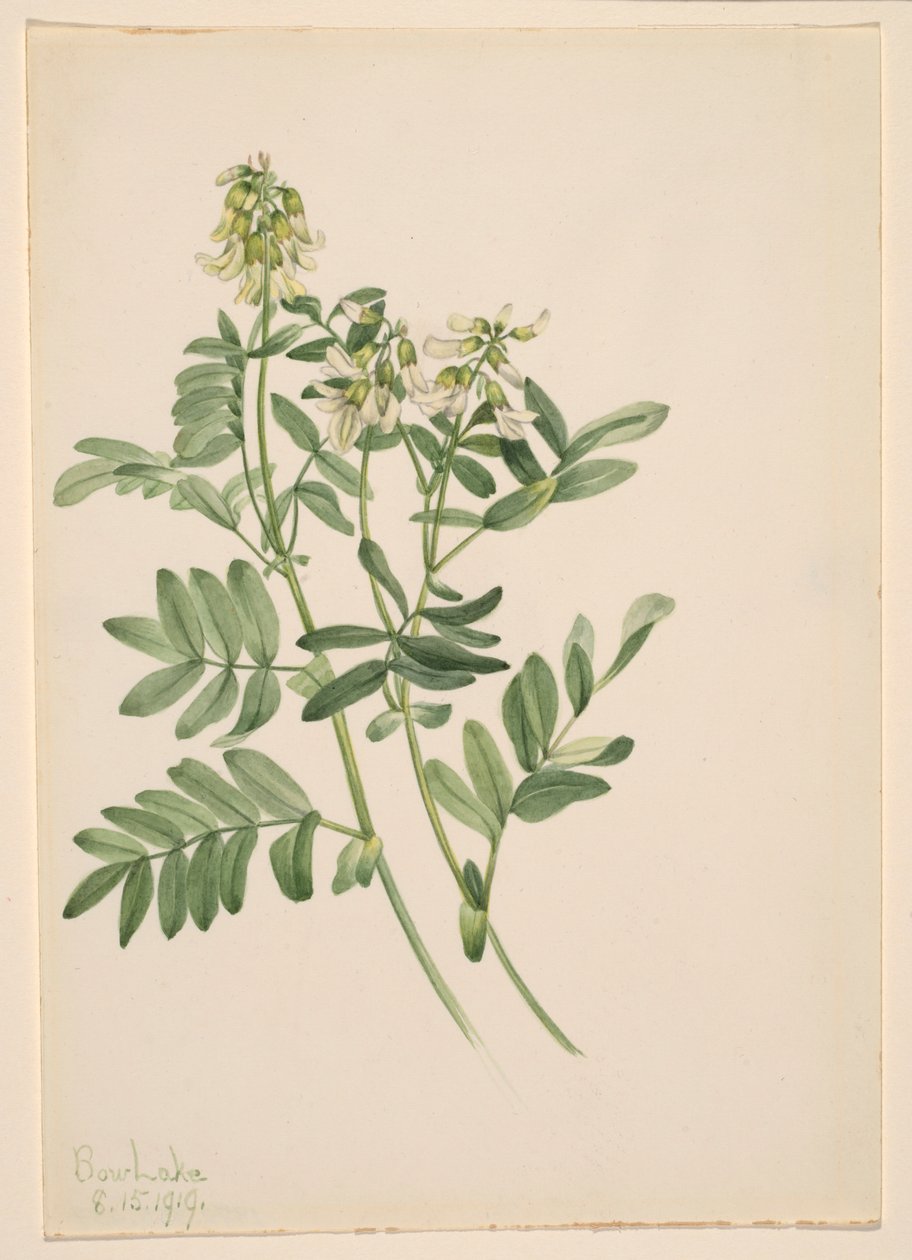  by Mary Vaux Walcott