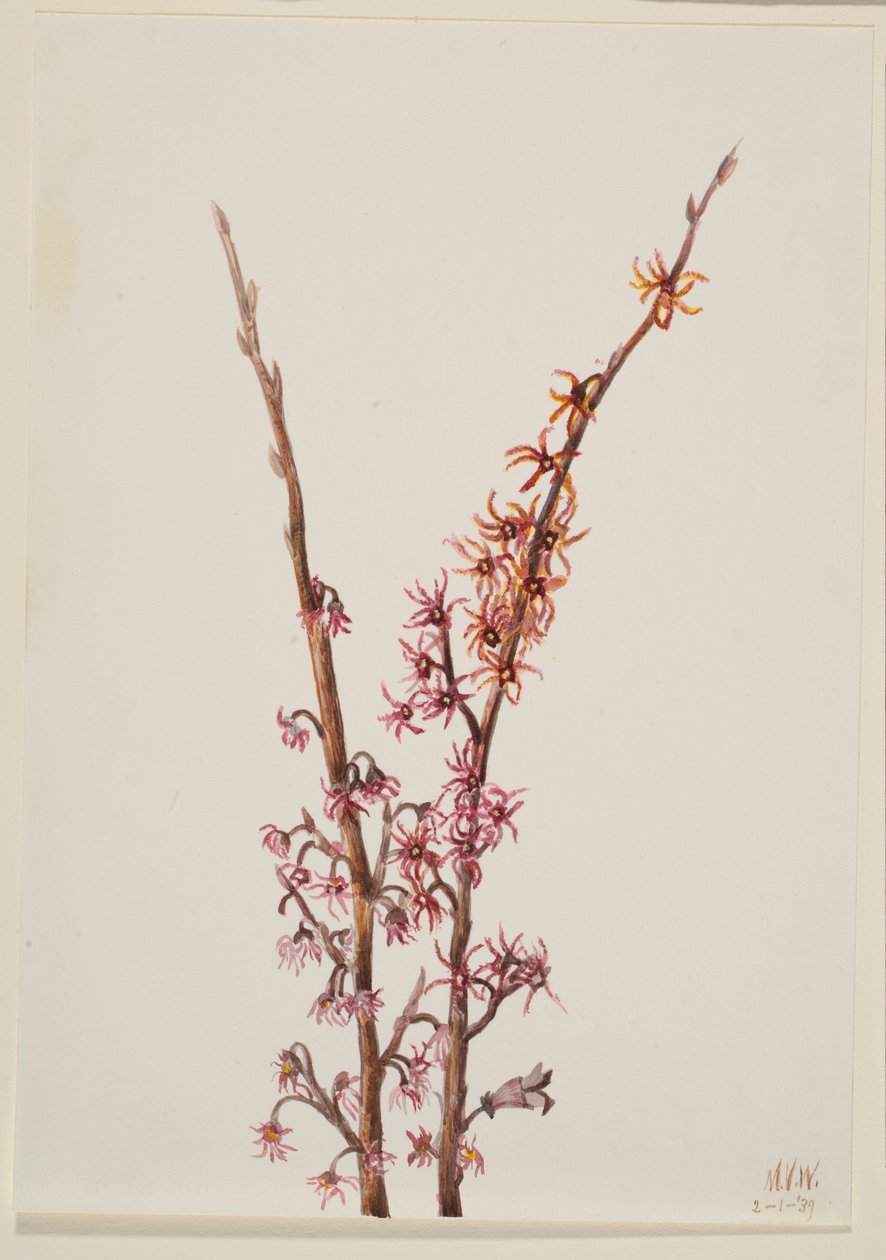  by Mary Vaux Walcott