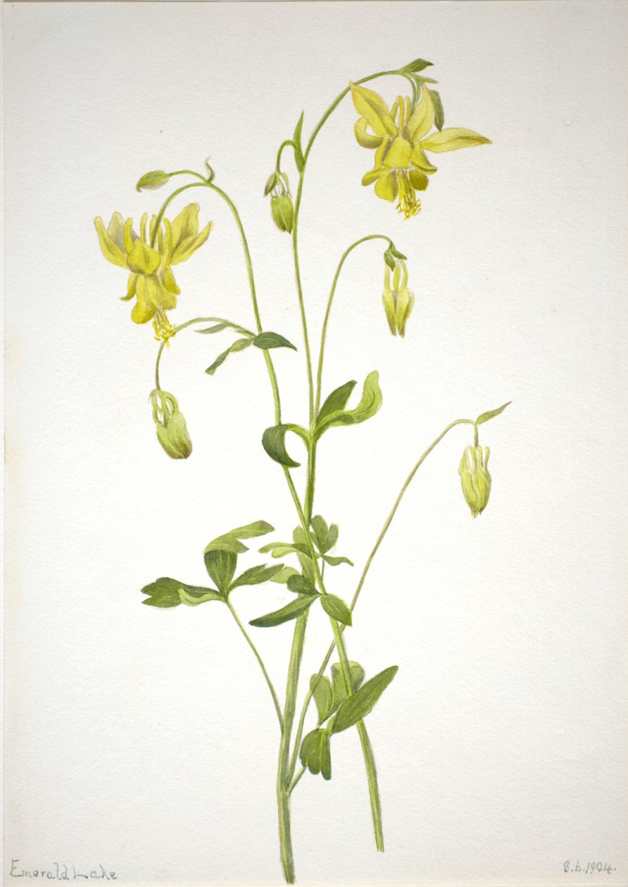 Başlıksız -- Bitki Çalışması, 1904. by Mary Vaux Walcott