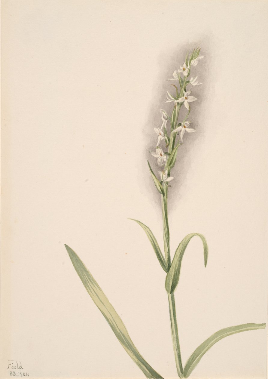 Başlıksız -- Bitki Çalışması, 1904. by Mary Vaux Walcott