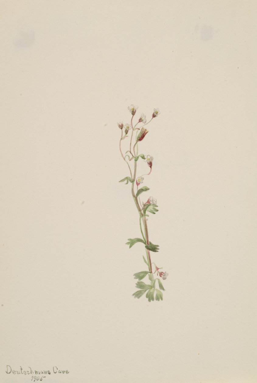 Başlıksız -- Bitki Çalışması, 1905. by Mary Vaux Walcott