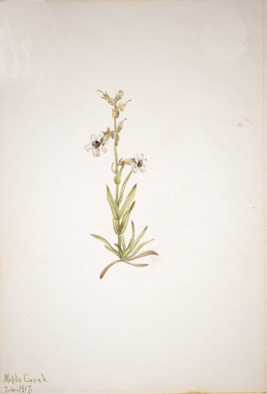 Başlıksız -- Bitki Çalışması, 1917. by Mary Vaux Walcott