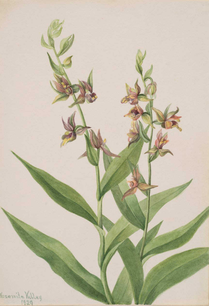 Başlıksız -- Bitki Çalışması, 1929. by Mary Vaux Walcott