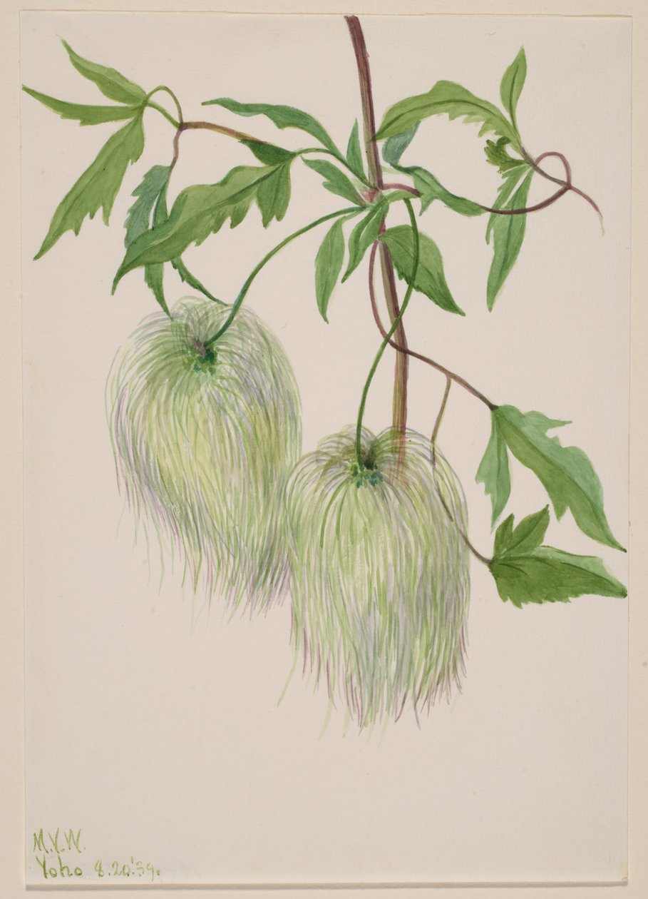 Başlıksız -- Bitki Çalışması, 1939. by Mary Vaux Walcott
