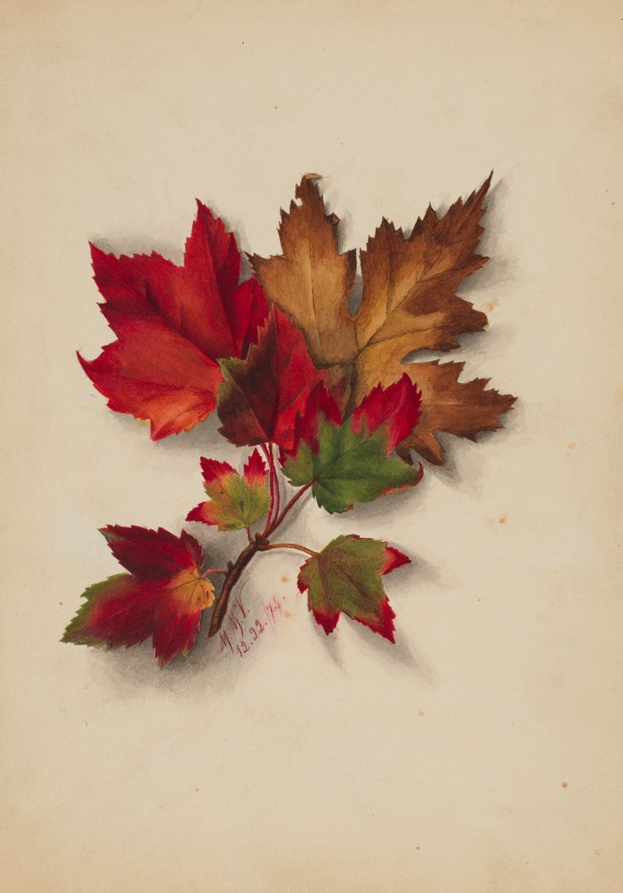  by Mary Vaux Walcott