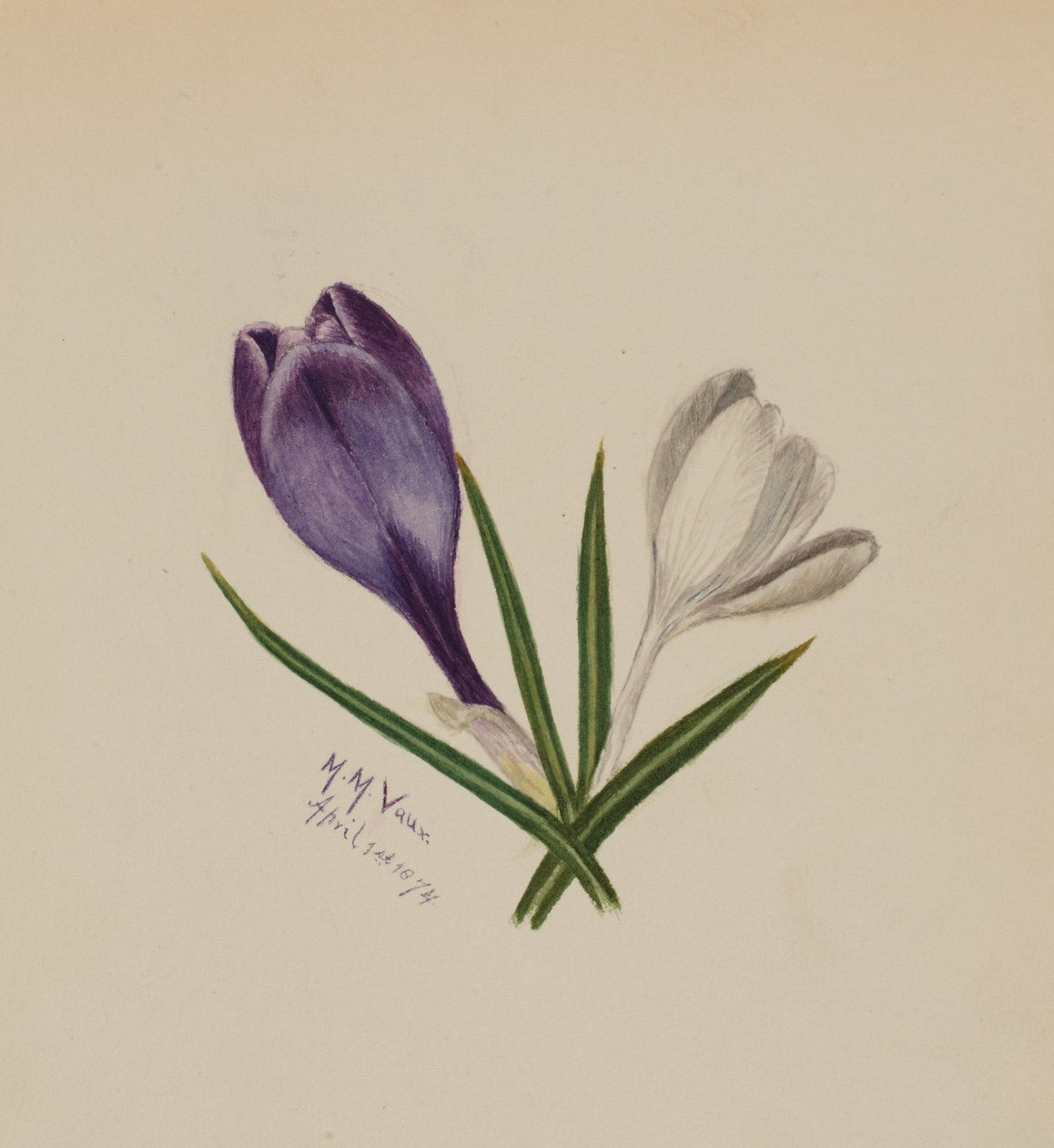  by Mary Vaux Walcott