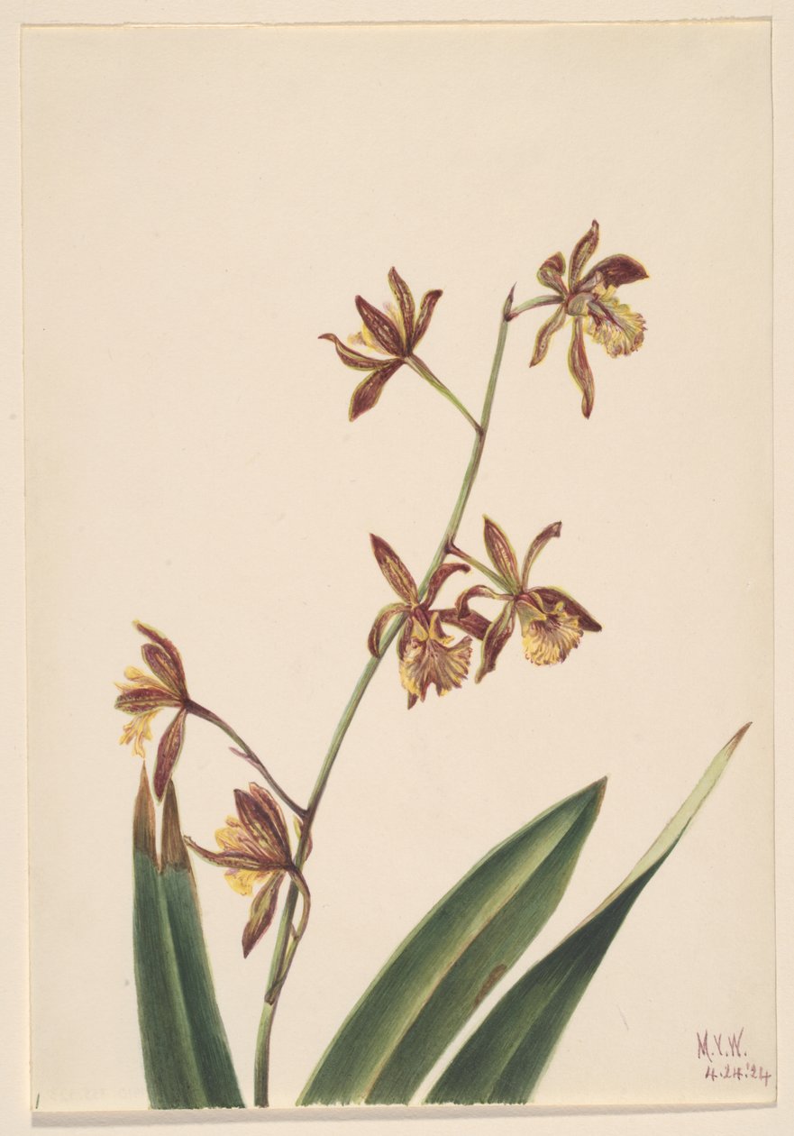  by Mary Vaux Walcott