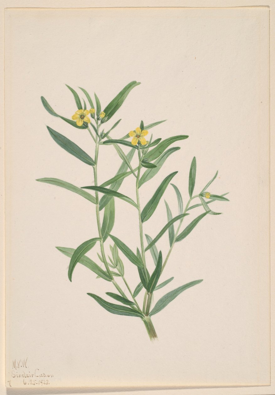  by Mary Vaux Walcott