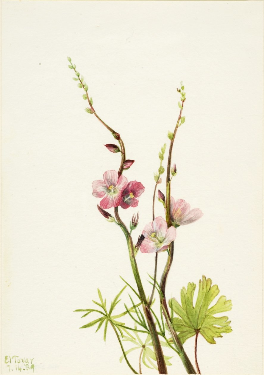  by Mary Vaux Walcott