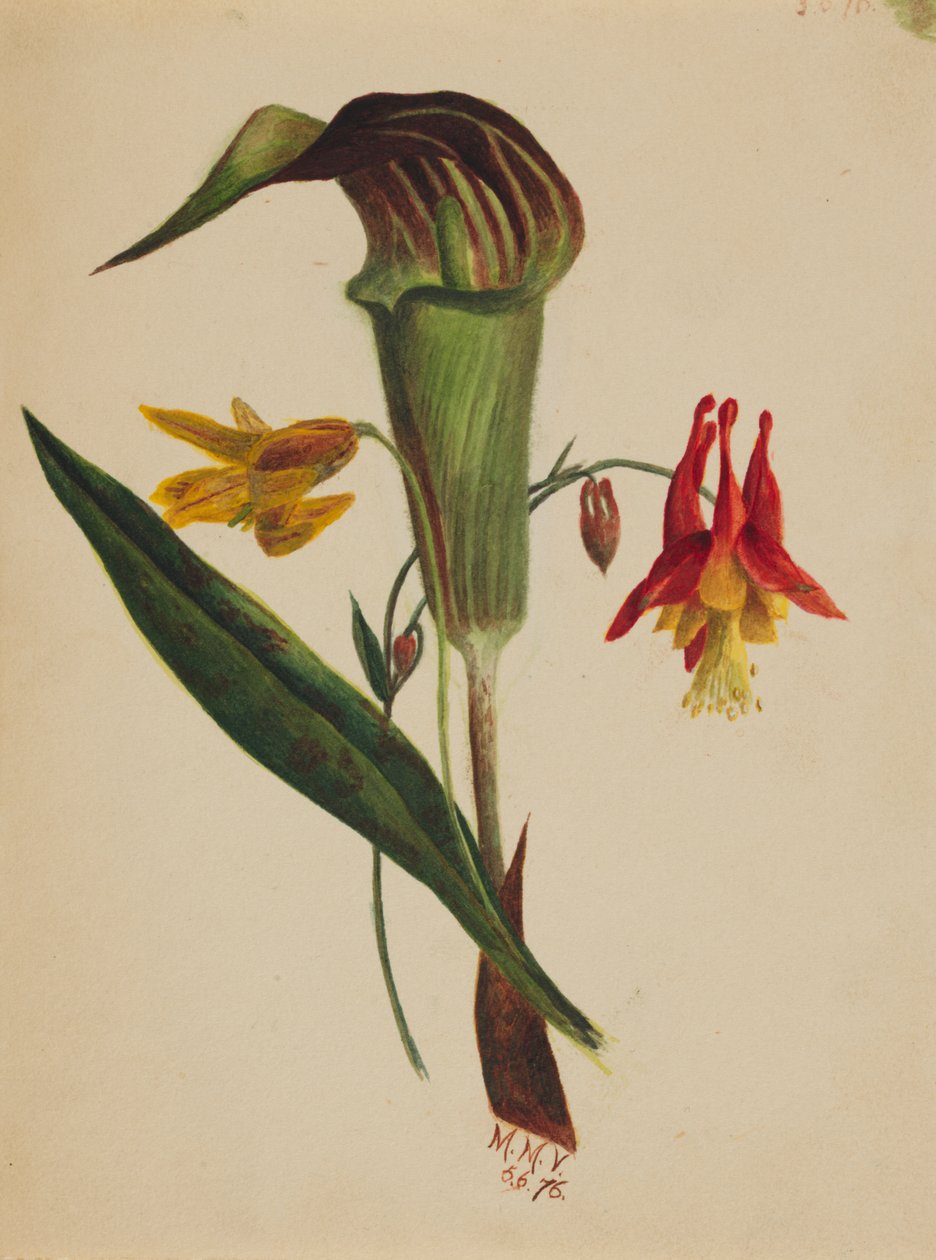  by Mary Vaux Walcott