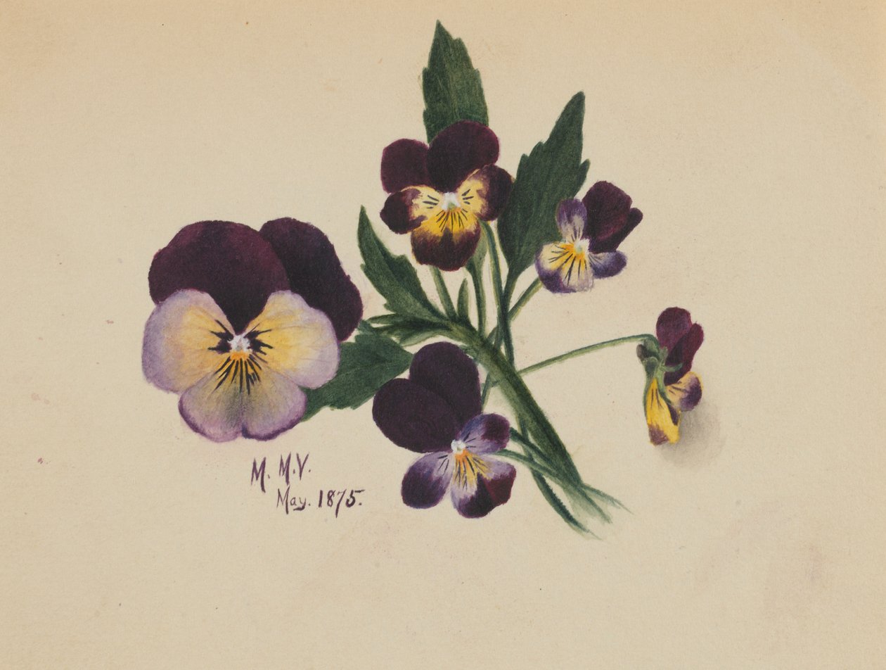  by Mary Vaux Walcott